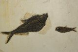 Plate of Four Fossil Fish (Diplomystus & Knightia) - Wyoming #301306-5